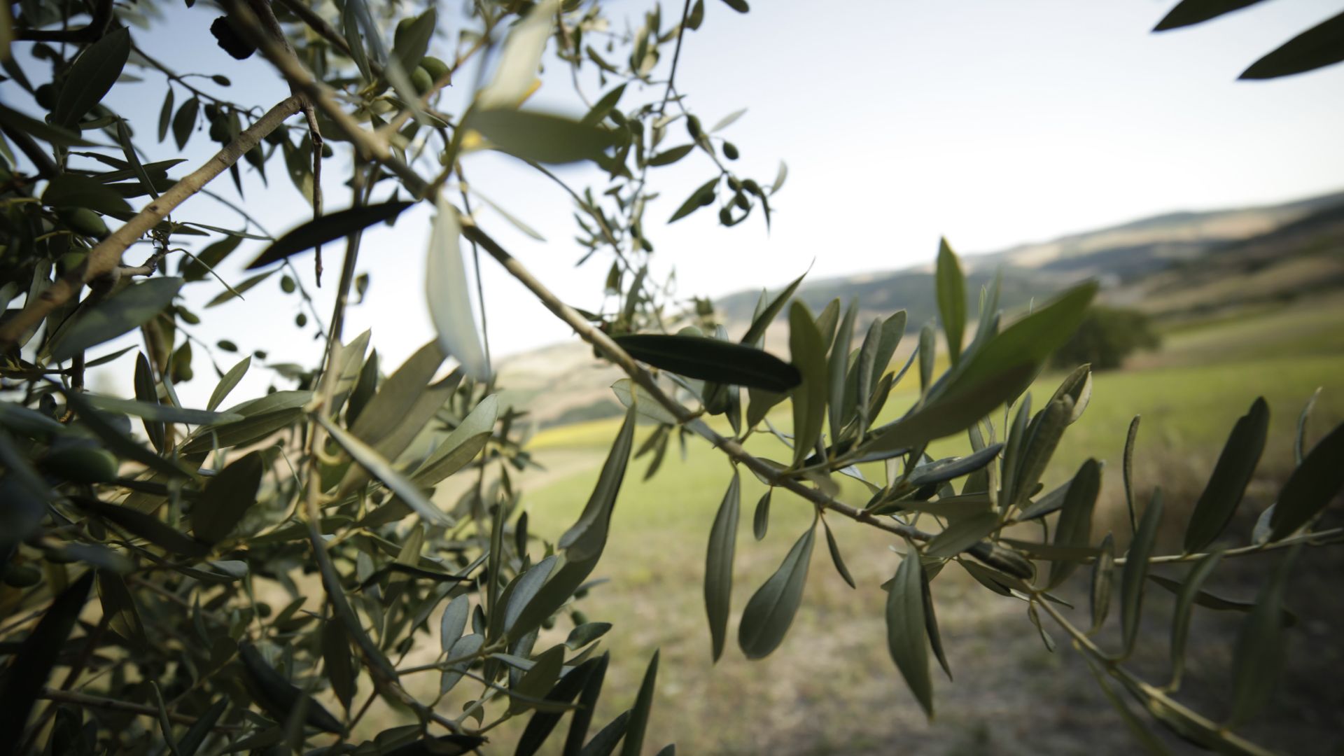 olio extravergine oliva italiano a residuo zero sunnn