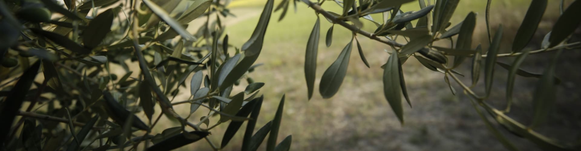 cosa significa certificazione a residuo zero olio di oliva extra vergine sunnn