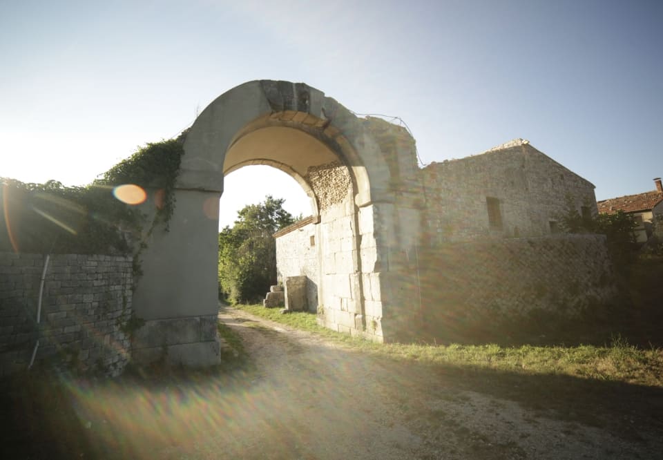 storia dell olio di oliva sunnn
